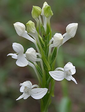 Цветки Habenaria roxburghii