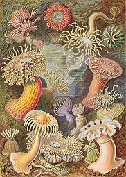 Морски анемони од Ернст Хаекел (Уметнички форми на природата), 1904 година.