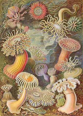 Assortment of sea anemones from Ernst Haeckel's Kunstformen der Natur