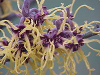 Hamamelis japonica