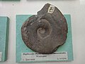 en:Haploceras (Neolissoceras) desmaceratoides Wiedmann, Lower en:Hauterivian, en:Dragoman, Bulgaria, Cr1 945X1 at the Sofia University "St. Kliment Ohridski" Museum of Paleontology and Historical Geology