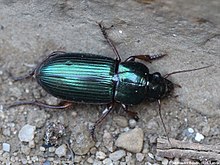 Harpalus affinis 02.JPG