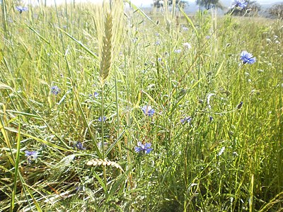 meadow in summer