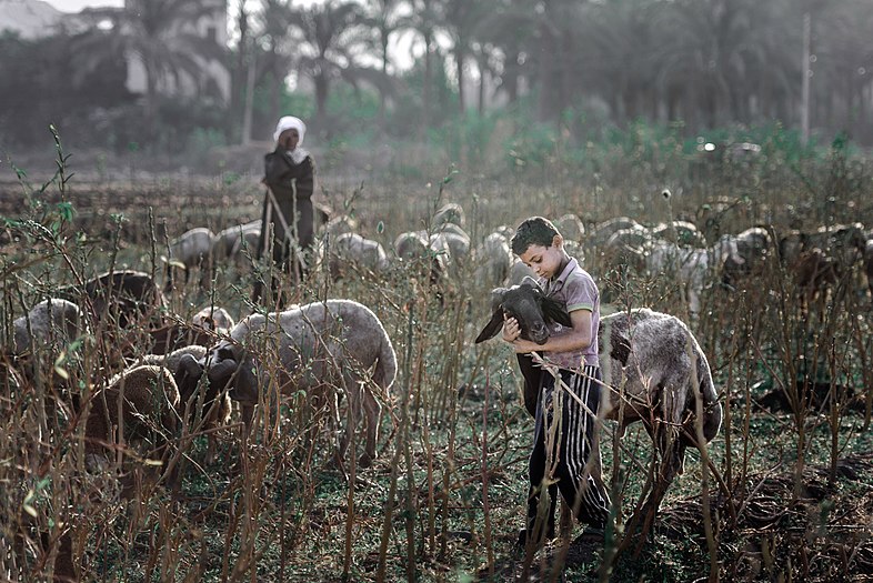 Photograph of Egyptian boy holding goat in a grassland surrounded by goats with woman standing in background