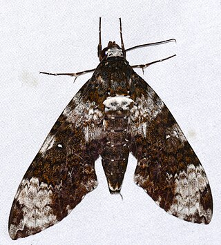 <i>Manduca albiplaga</i> Species of moth