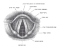 תמונה ממוזערת עבור פיתוח קול