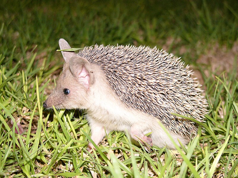 File:Hedgehog cyprus hg.jpg