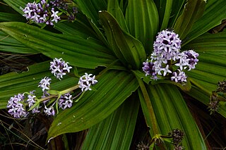 <i>Hedyotis verticillaris</i> Species of plant