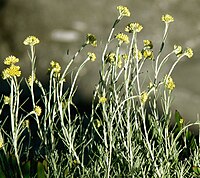 Helichrysum italicumÎled'Elbe.jpg