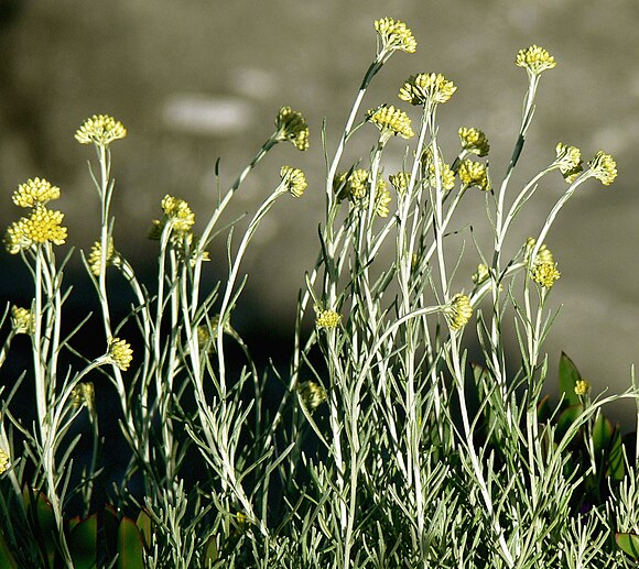 Бессмертник. Бессмертник узколистный (Helichrysum angustifolium. Helichrysum Italicum. Бессмертник итальянский узколистный. Гелихризум узколистный.