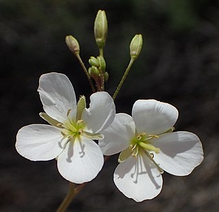 <i>Heliophila variabilis</i> Flowering plant found in the Cape Provinces