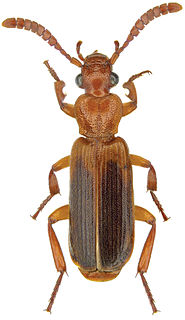 <i>Helluomorpha</i> Genus of beetles