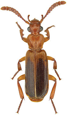 Helluomorphoides praeustus bicolor (האריס) - ZooKeys-245-001-g042.jpeg