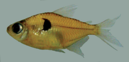 Hemigrammus arua