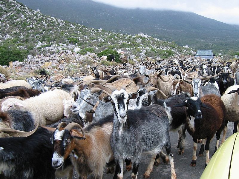 File:Herd Of Goats.jpg