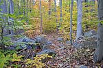 Herrontown Woods Arboretum tree.JPG 