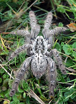 Fiatal Heteroscodra maculata nőstény