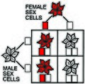 Outcomes of two sets of flowers one a homozygous white flower paired with a heterozygous red flower, half the flowers will be red, with one dominate red allele, and half will be white with two recessive white alleles.