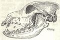 Heubach dog skull.jpg
