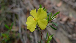 <i>Hibbertia monogyna</i> Species of flowering plant