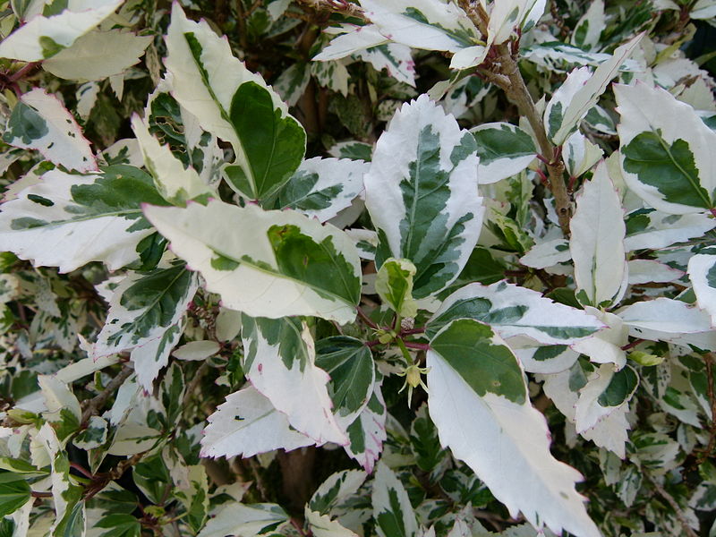 File:Hibiscus hybride de rosa-sinensis 2.JPG