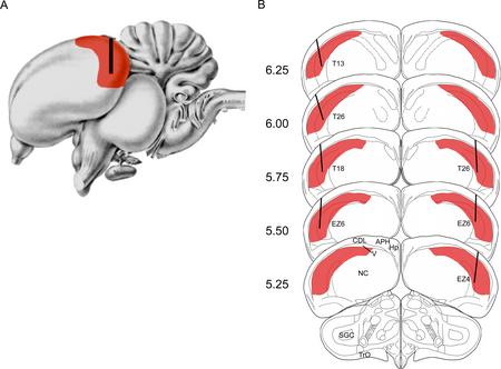 Tập_tin:Hippocampus-Bird_brain.png