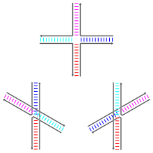 Schematic diagrams of the three base-stacking conformational isomers of the Holliday junction. The two stacked conformers differ in which sets of two arms are bound by coaxial stacking: at left, the stacks are red-blue and cyan-magenta, while at right the stacks are red-cyan and blue-magenta. The bases nearest to the junction point determine which stacked isomer dominates. Holliday junction stacking isomers.svg