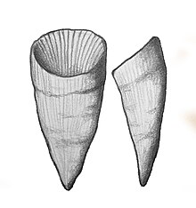 My illustration of H.mitrata