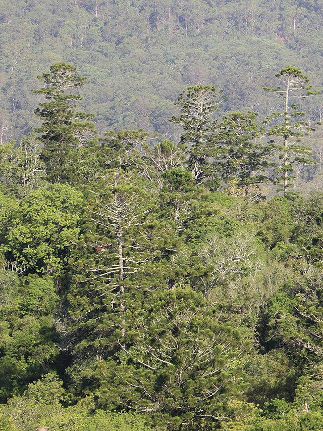 File:Araucaria cunninghamii Stephan's Needle and vertical structures at  dawn Reddacliff Place Brisbane P1150005.jpg - Wikimedia Commons