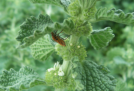 Tập_tin:Horehound_bug.jpg