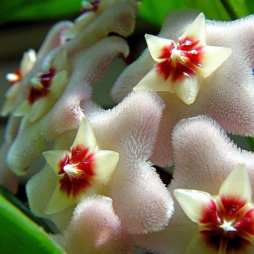 Hoya closeup