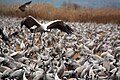 עברית: עגורים אפורים באגמון החולה English: Common Cranes in Agamon HaHula