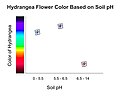 Hydrangea flower color changes based on the pH in soil. As the graph depicts, soil with a pH of 5.5 or lower will sprout blue hydrangeas, a ph of 6.5 or higher will produce pink hydrangeas, and soil in between 5.5 and 6.5 will have purple hydrangeas. White hydrangeas can not be manipulated by soil pH, they will always be white because they do not contain pigment for color.