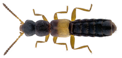 Hygronoma dimidiata (Gravenhorst, 1806).png