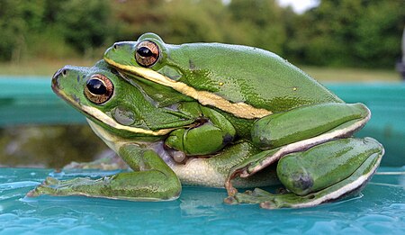 Tập_tin:Hyla_cinerea_amplexus_1.jpg