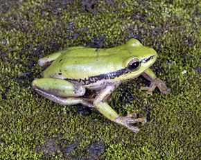 Afbeeldingsbeschrijving Hyperolius kivuensis.jpg.