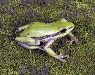 <i>Hyperolius kivuensis</i> Species of amphibian