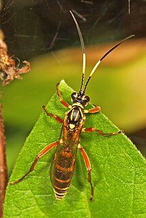 <i>Setanta</i> (wasp) Genus of wasps