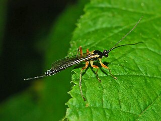 <i>Polysphincta</i> genus of insects