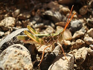 <i>Acrolophitus pulchellus</i> Species of grasshopper