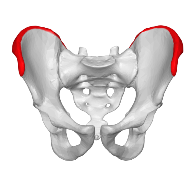 File:Anterior iliac crest graft location.png - Wikipedia