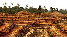 Deforested lands in Sumatra, Indonesia, being prepared for large scale palm oil development. Globally, deforestation accounts for almost 20% of the earths annual carbon emissions. Illegal Deforestation Plantation.jpeg