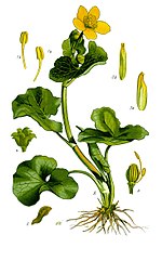 Illustratie Caltha palustris1.jpg