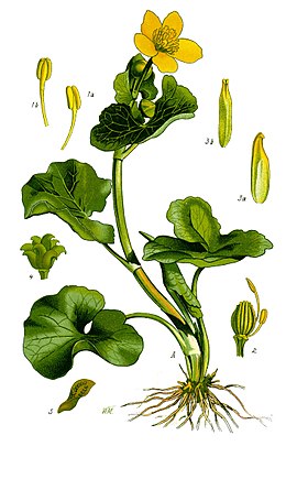 Illustration Caltha palustris1.jpg
