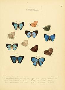Lepidoptera 46.jpg kunduzgi rasmlari