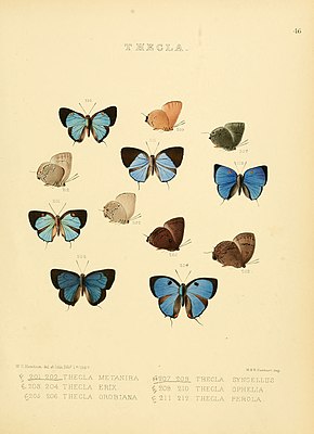 A kép leírása A napi Lepidoptera 46.jpg illusztrációi.