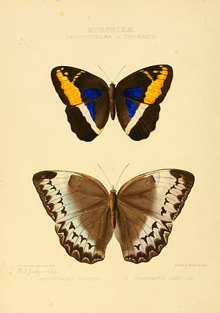 <i>Stichophthalma</i> Genus of brush-footed butterflies