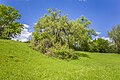 * Предлог Shrub in "Höllental" ("hell valley") in Schweinfurt --Plozessor 03:47, 5 June 2024 (UTC) * Поддршка Good quality --Llez 05:32, 5 June 2024 (UTC)