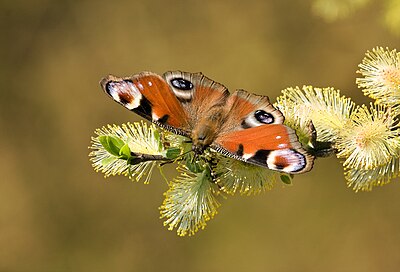 Inachis io on Salix caprea.jpg