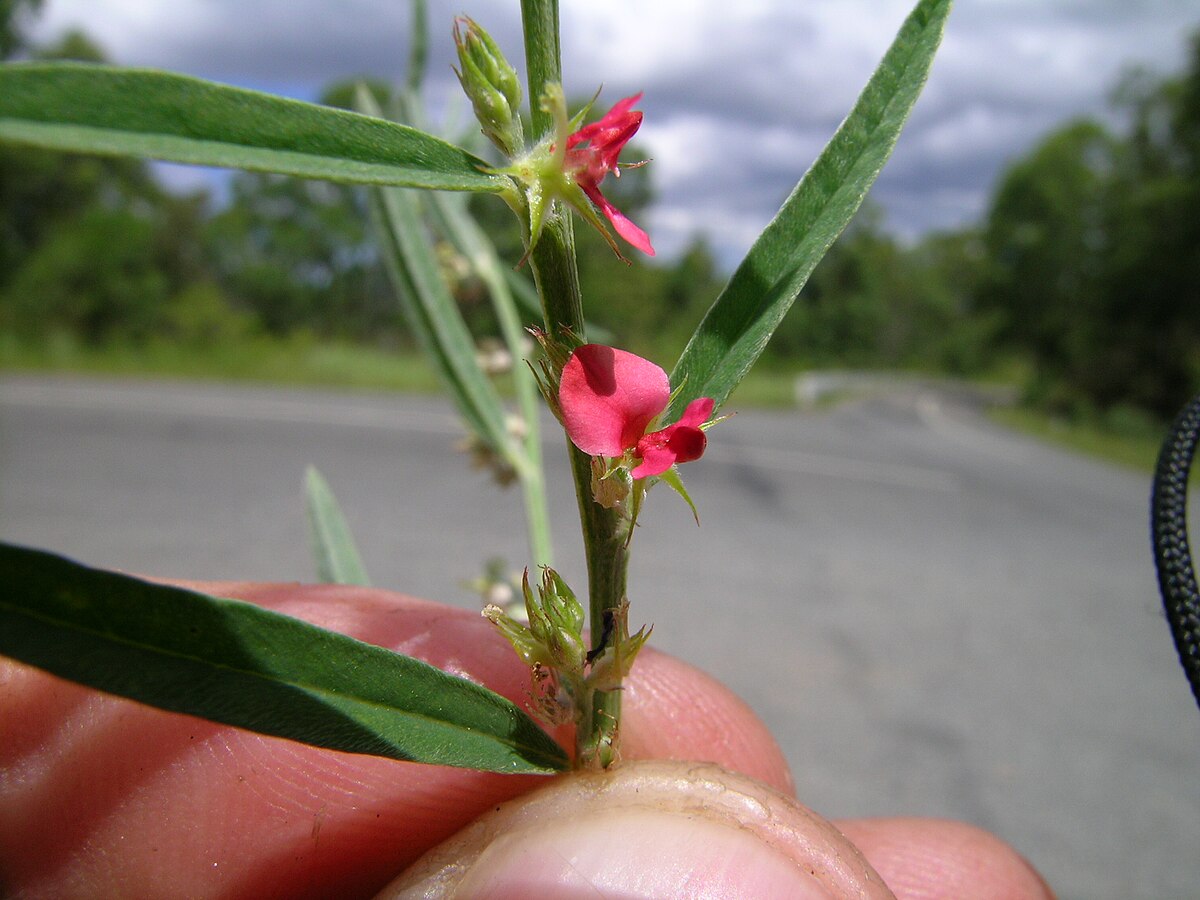 Image result for Indigofera linifolia  wikipedia